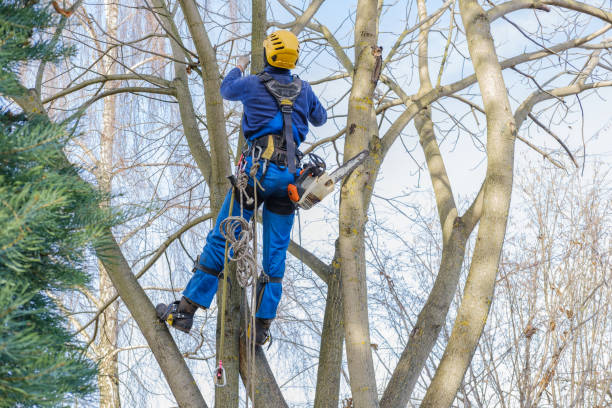 Tree and Shrub Care in Crisfield, MD