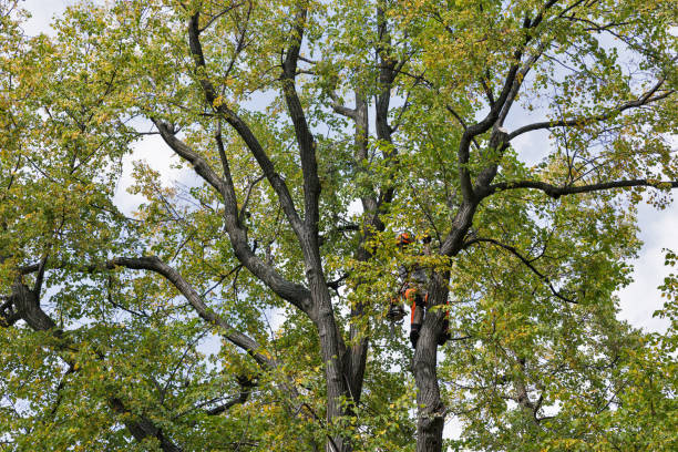 How Our Tree Care Process Works  in  Crisfield, MD